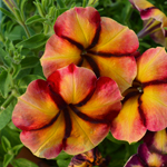 Petunia Prettytoonia Cherry Lemon